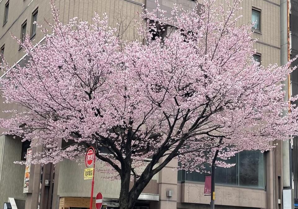 桜咲きましたね！